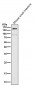 Anti-CD13 ANPEP Rabbit Monoclonal Antibody